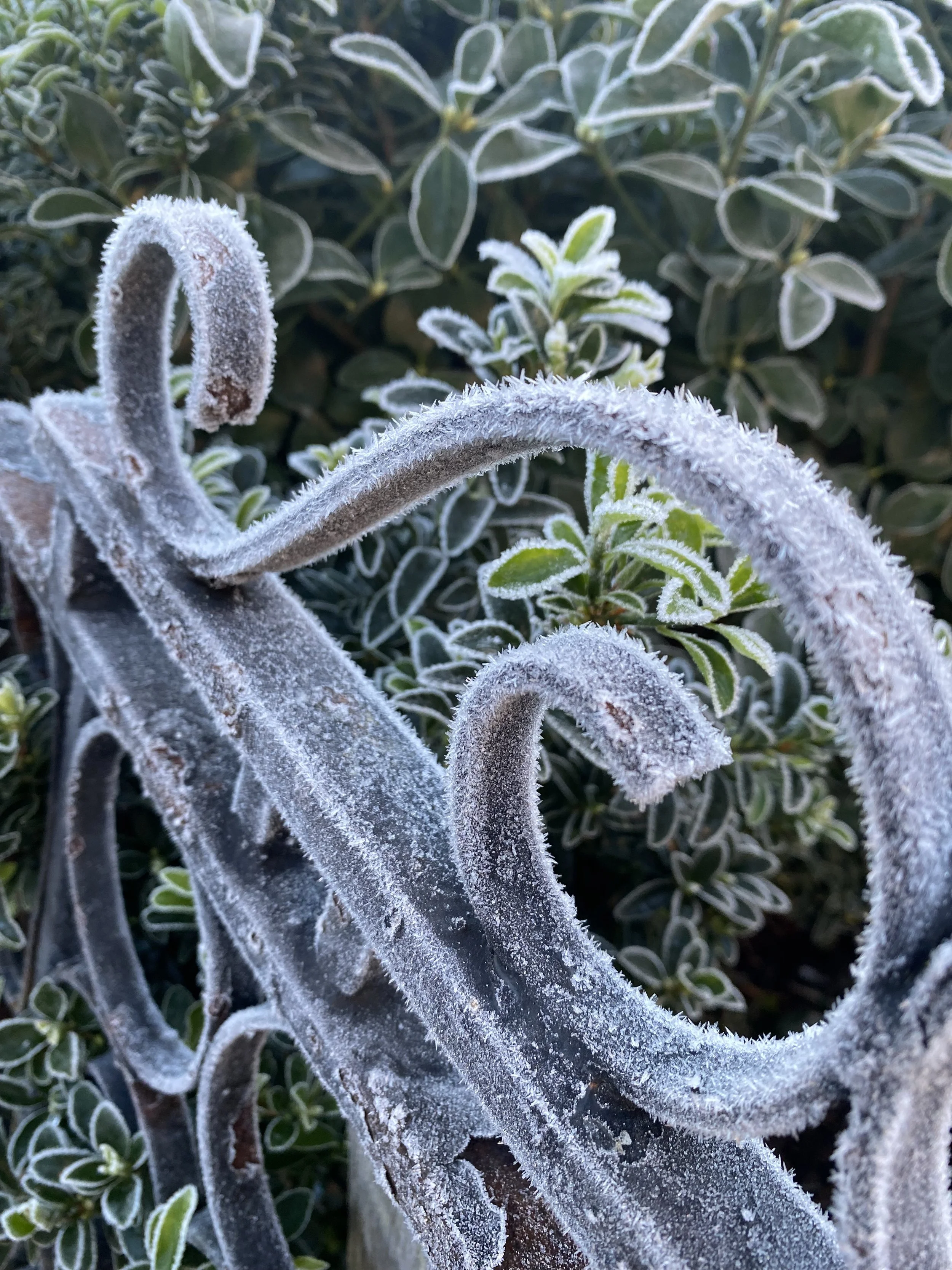 frost.jpeg