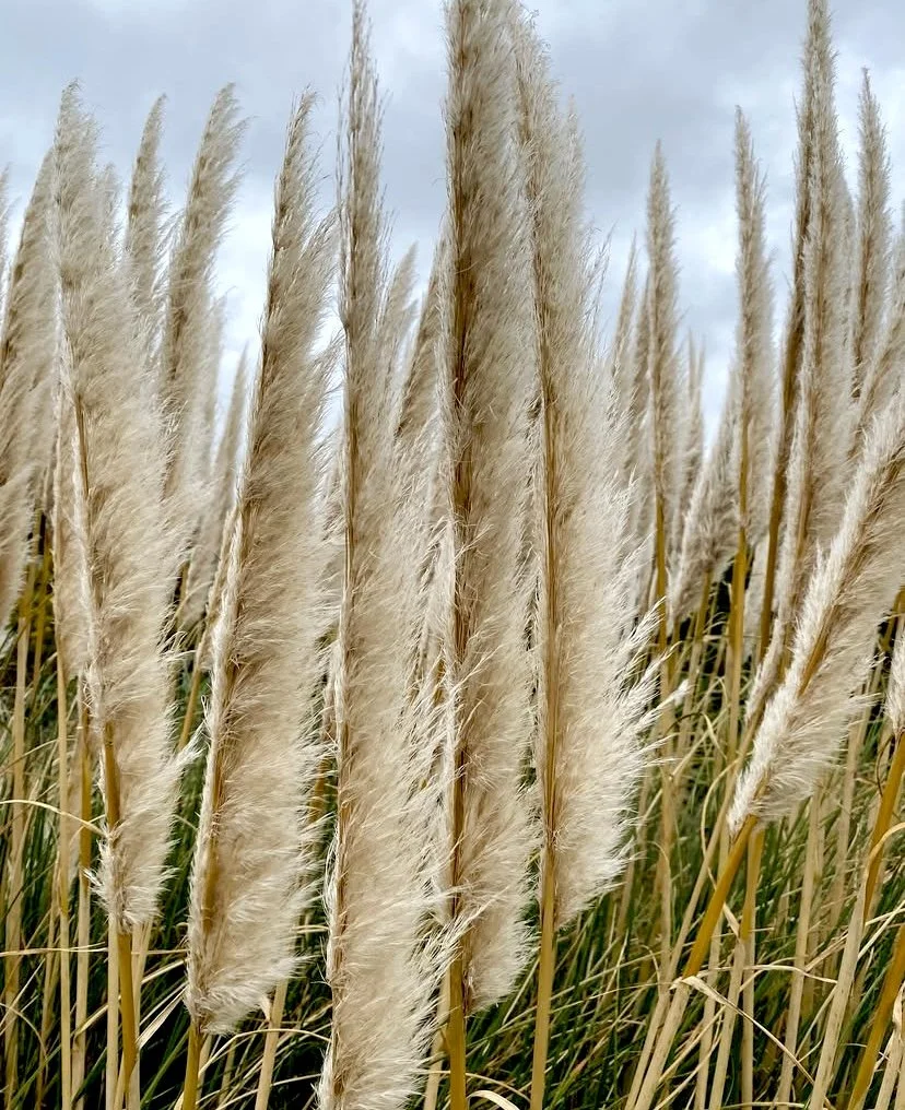 Grass.jpeg