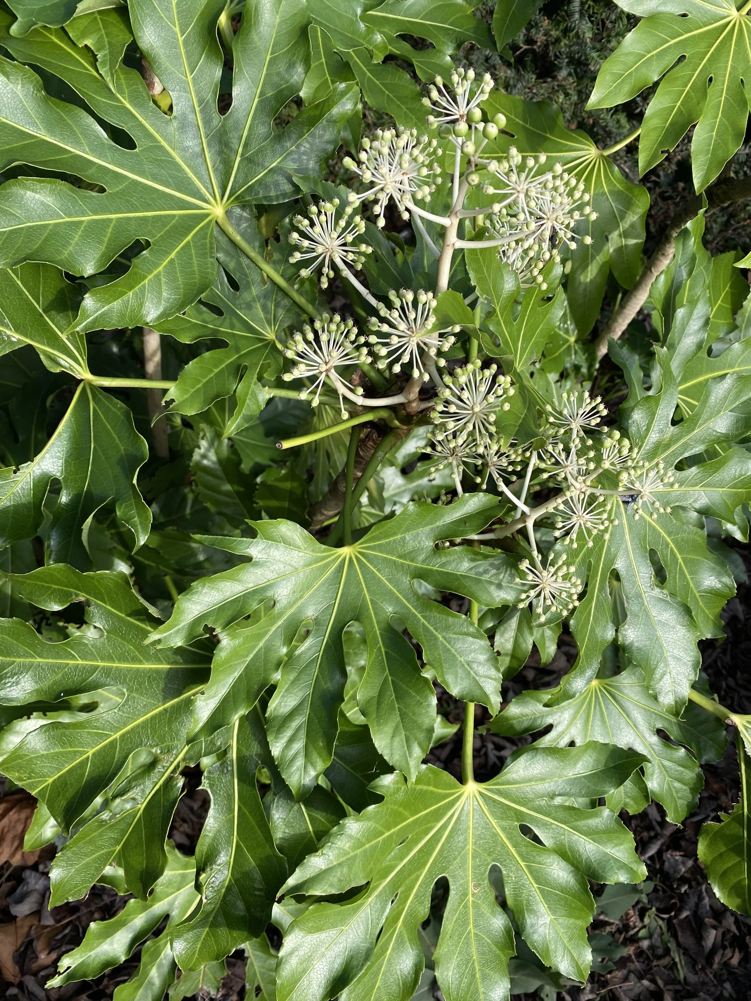 greenery.jpeg
