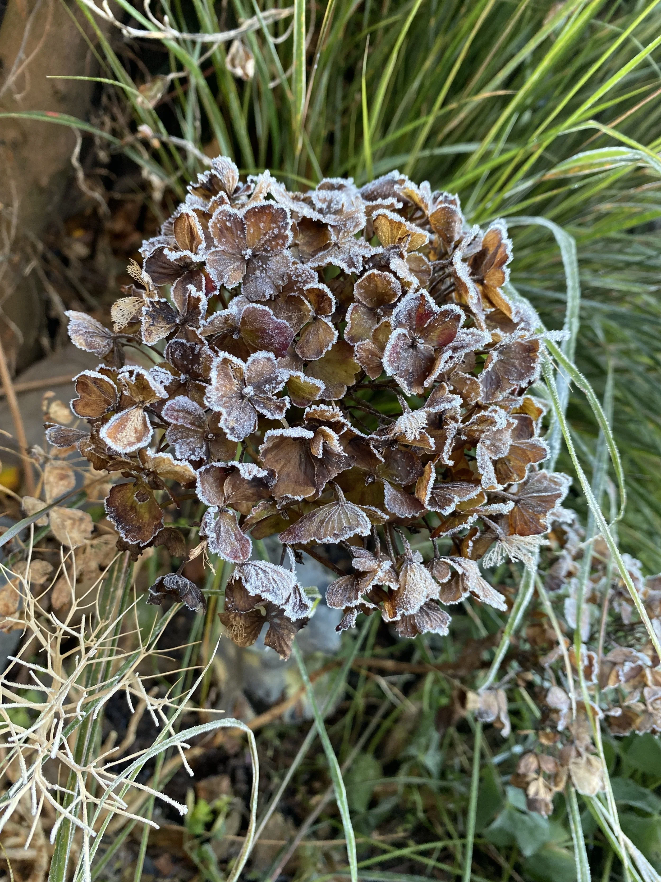 hydrangea.jpeg