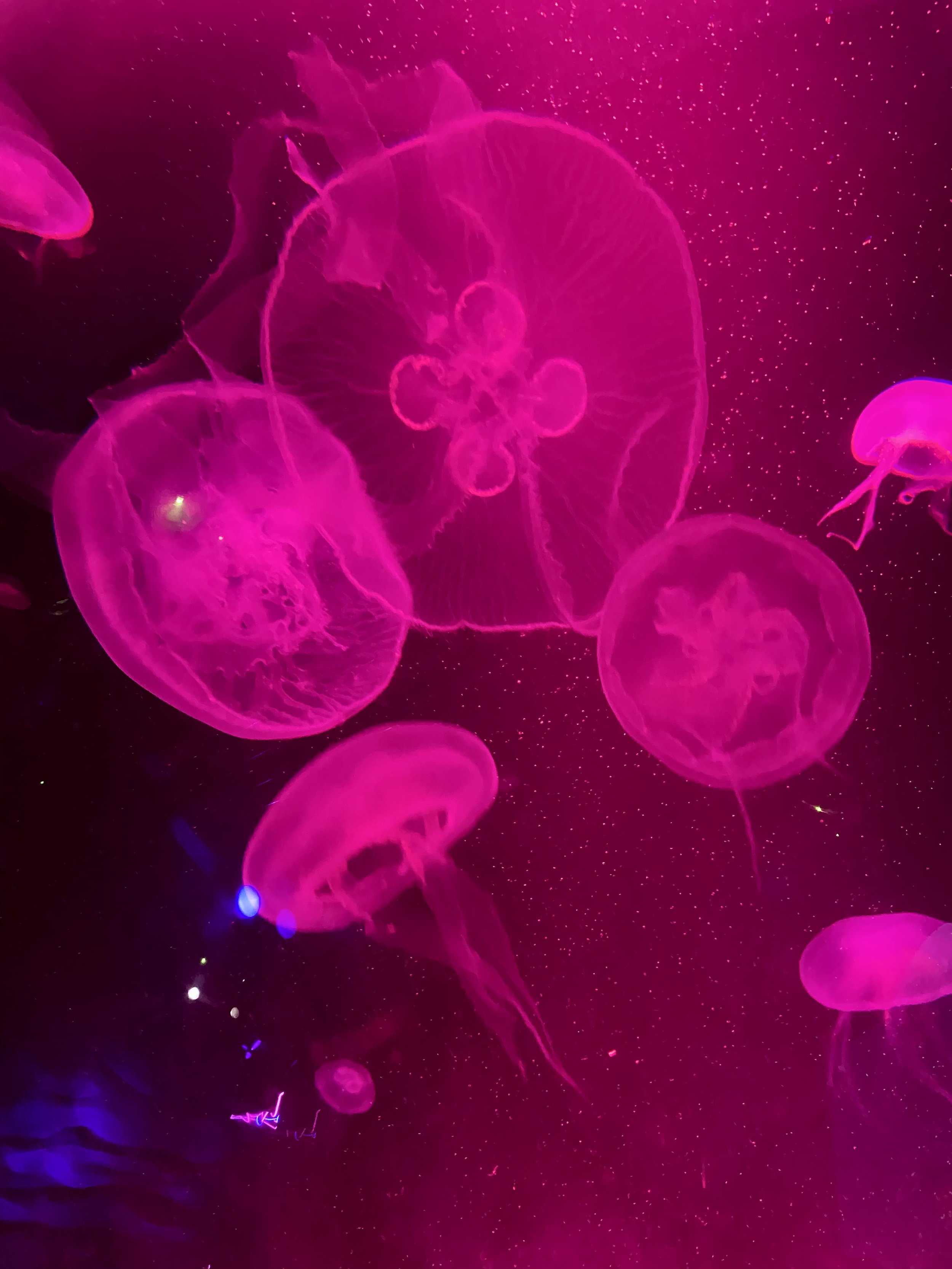 jelly.jpeg