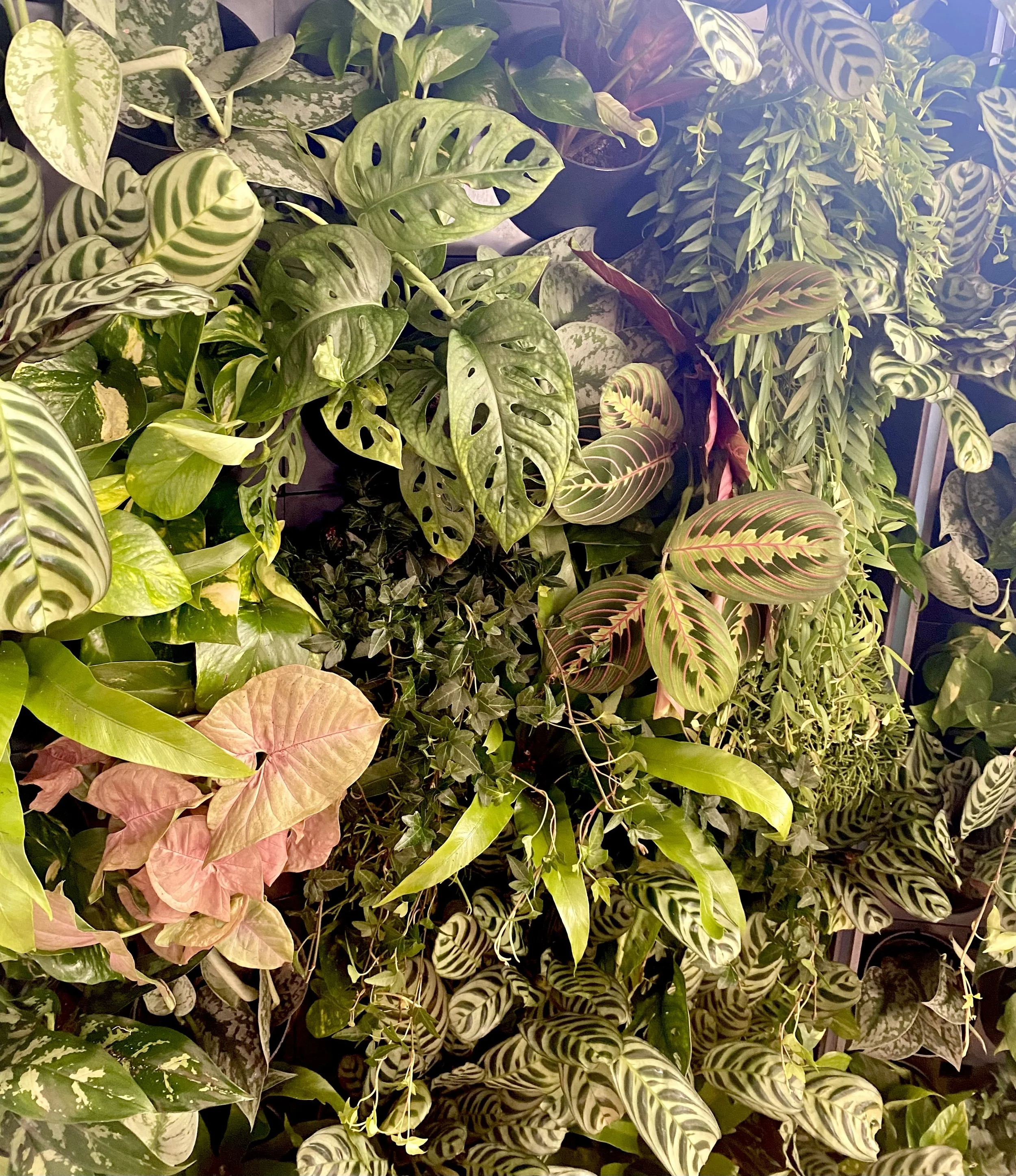 leaf_2.jpeg