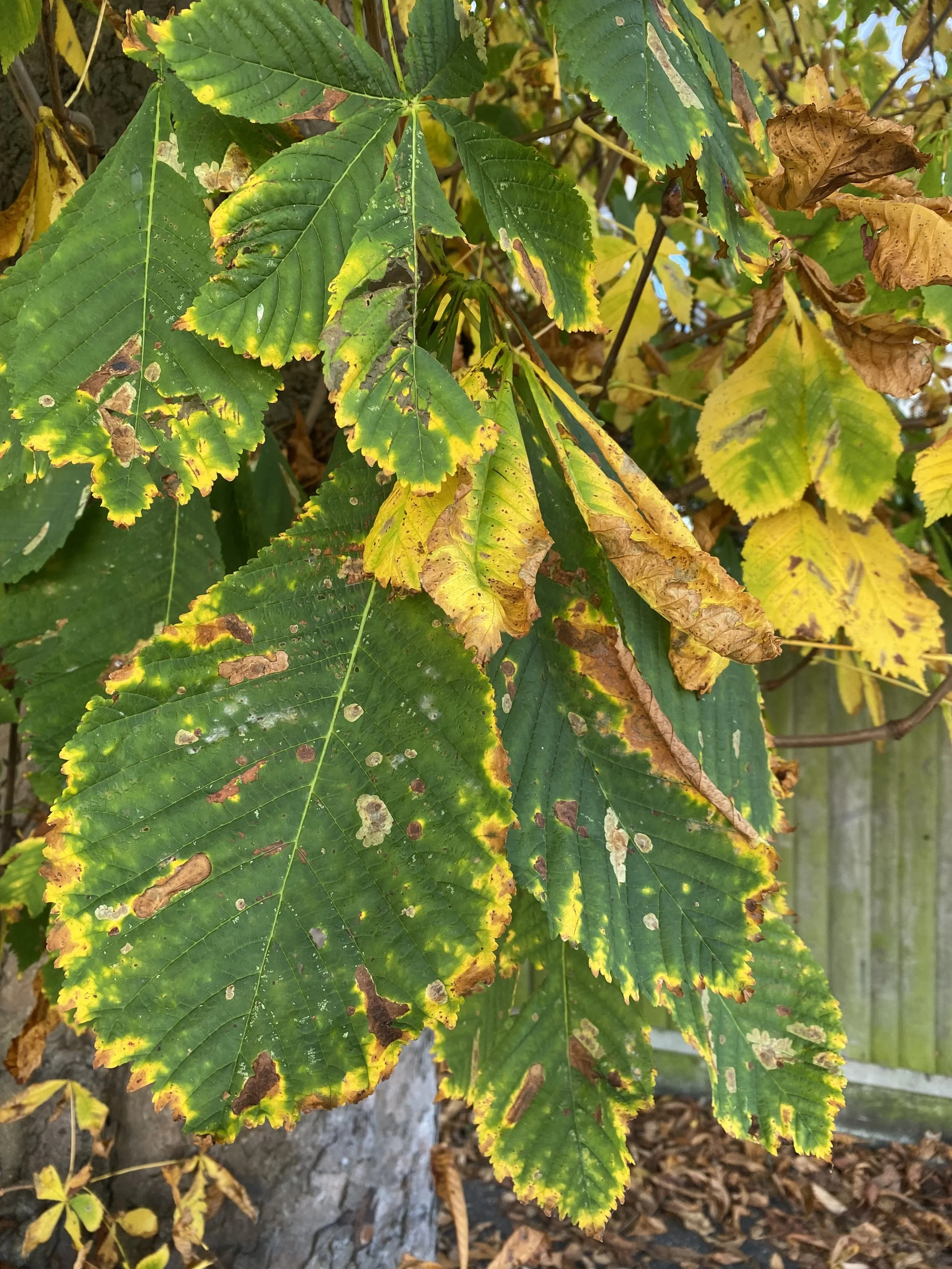leaf.jpeg