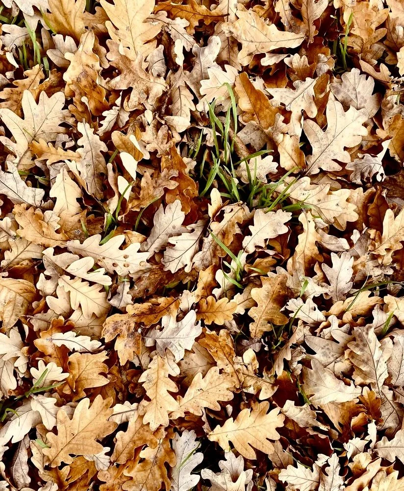 Leaves.jpeg