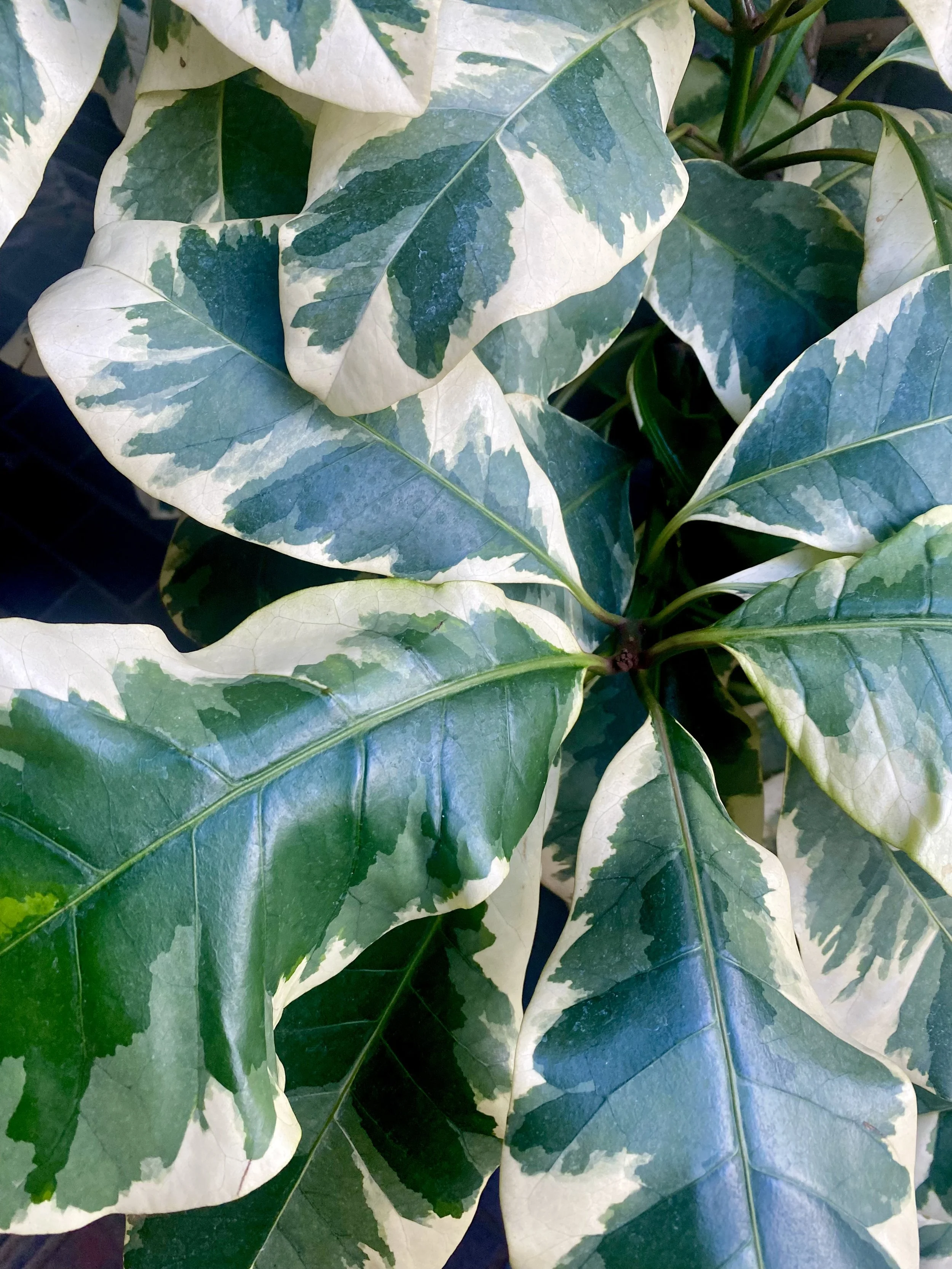 leaves3.jpeg