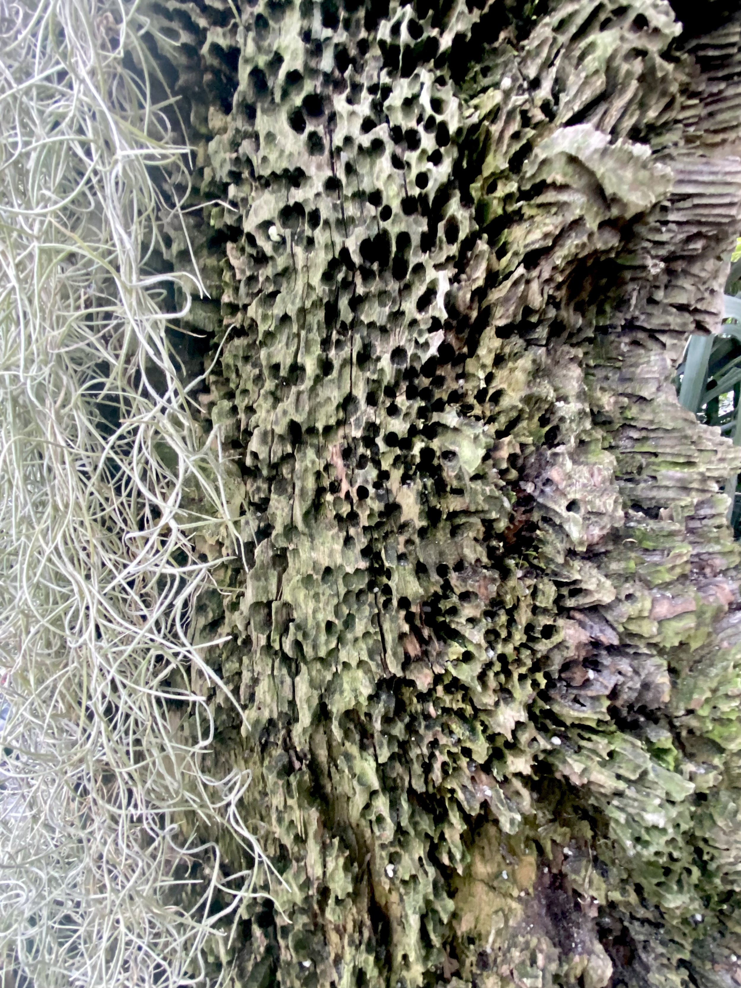 leaves4.jpeg