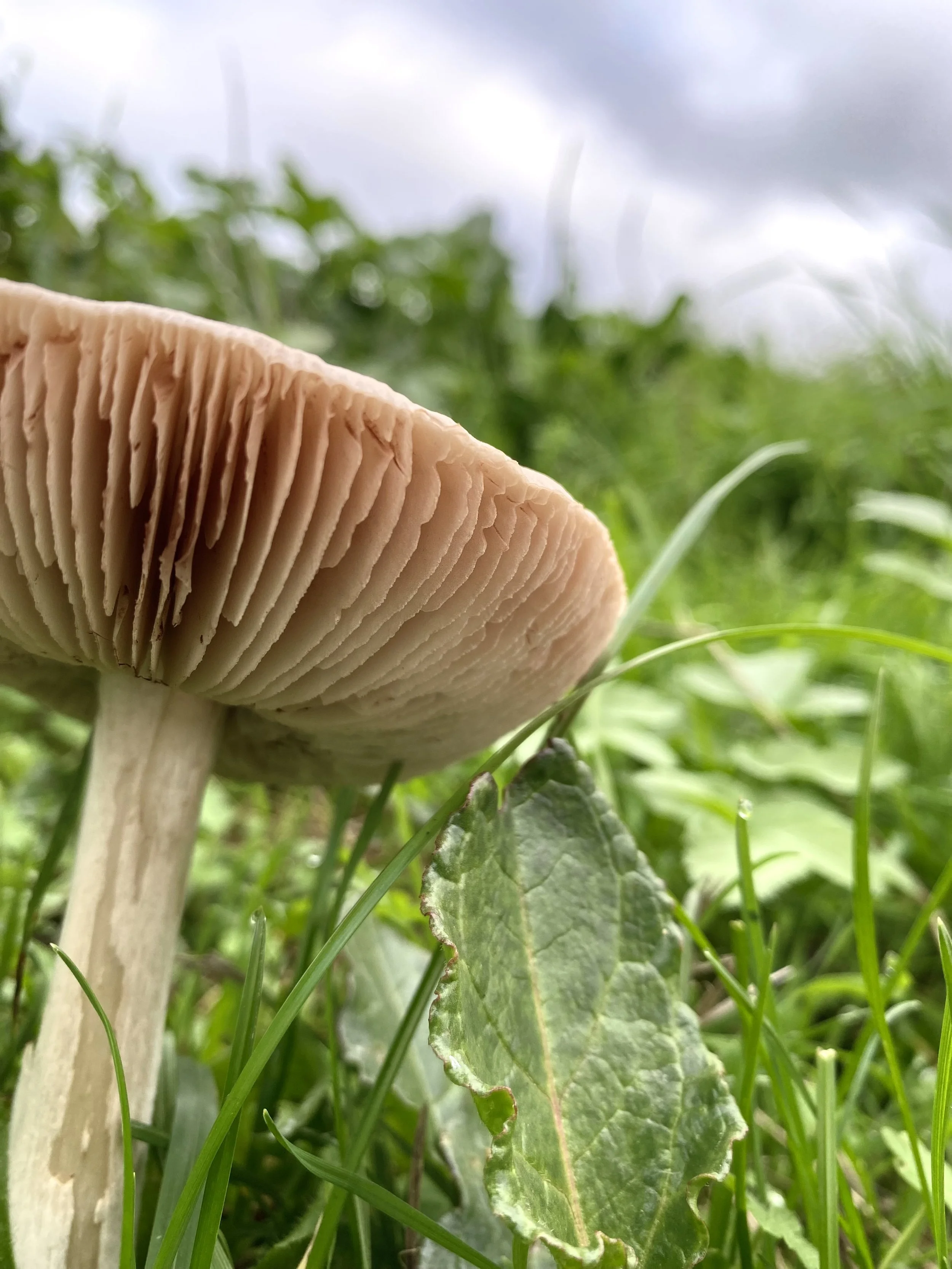 mushroom.jpeg
