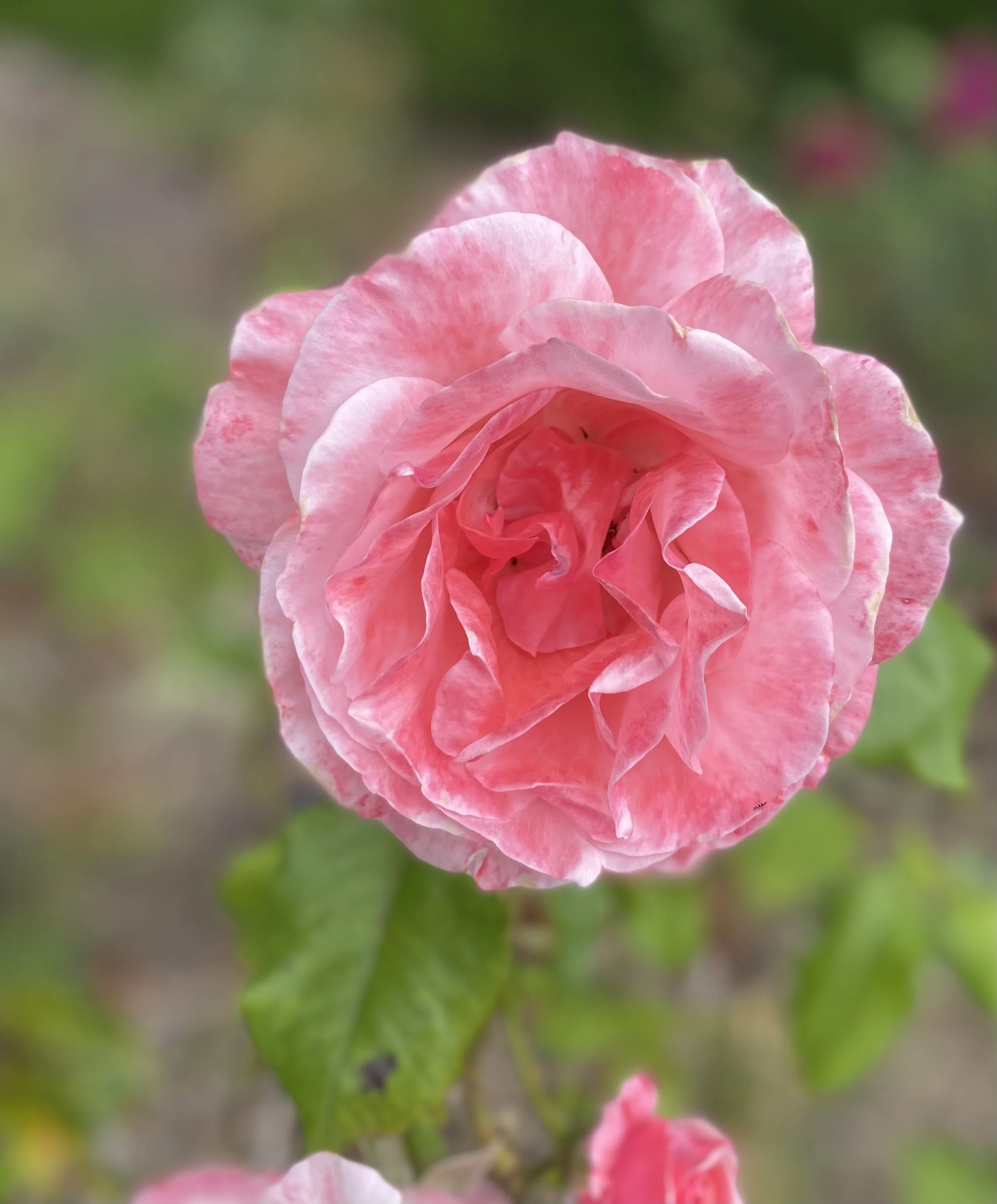 pink_rose.jpeg