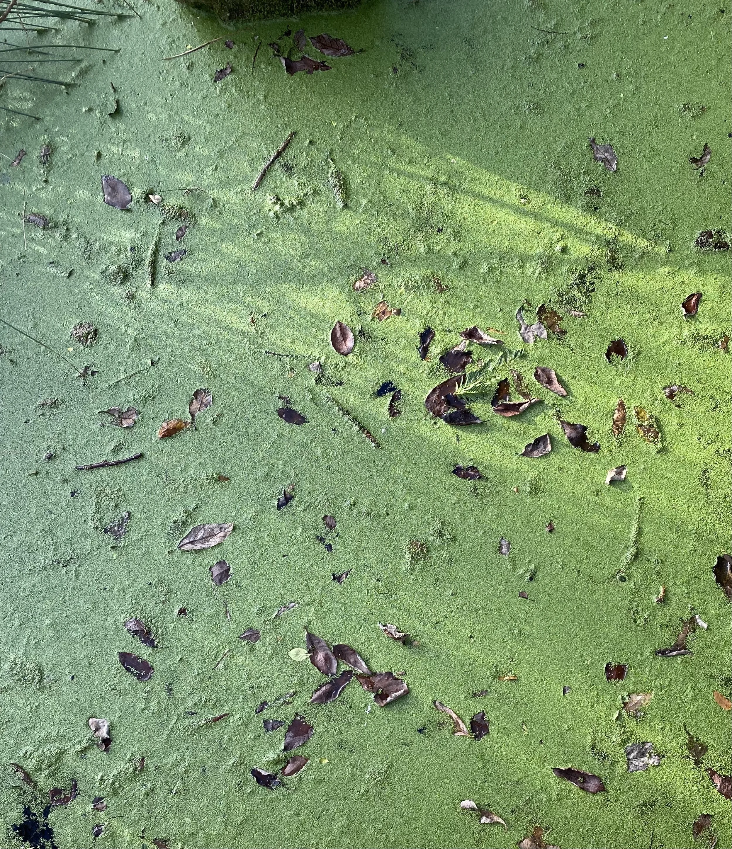 pond.jpeg