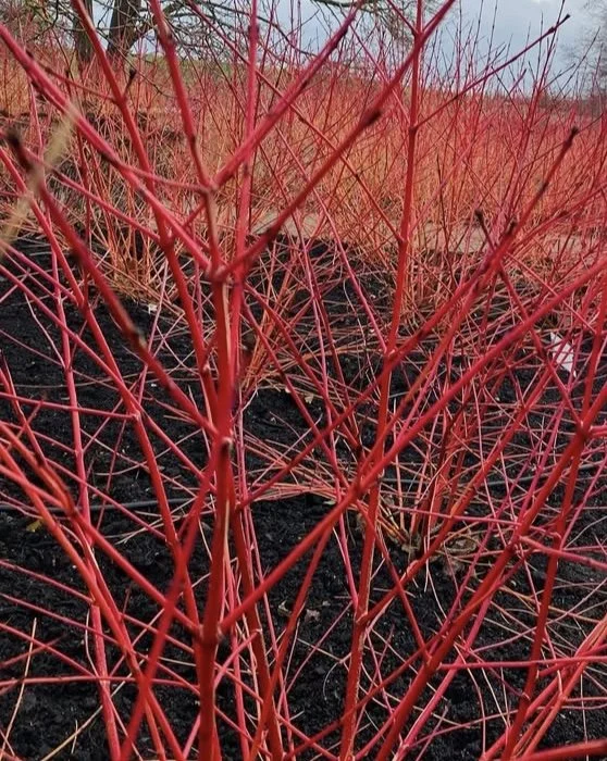 Red_Twig.jpeg