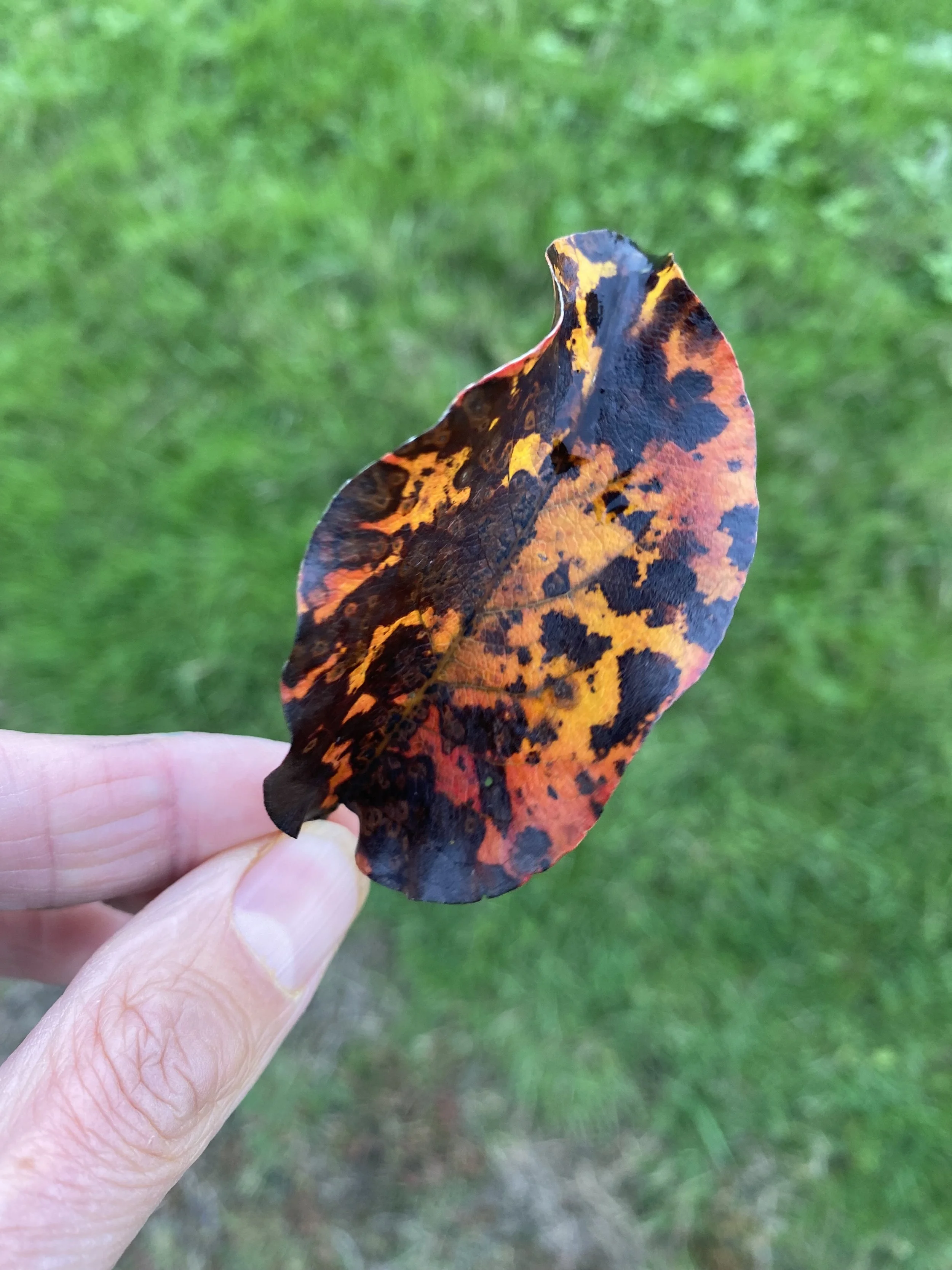 spotty_leaf.jpeg