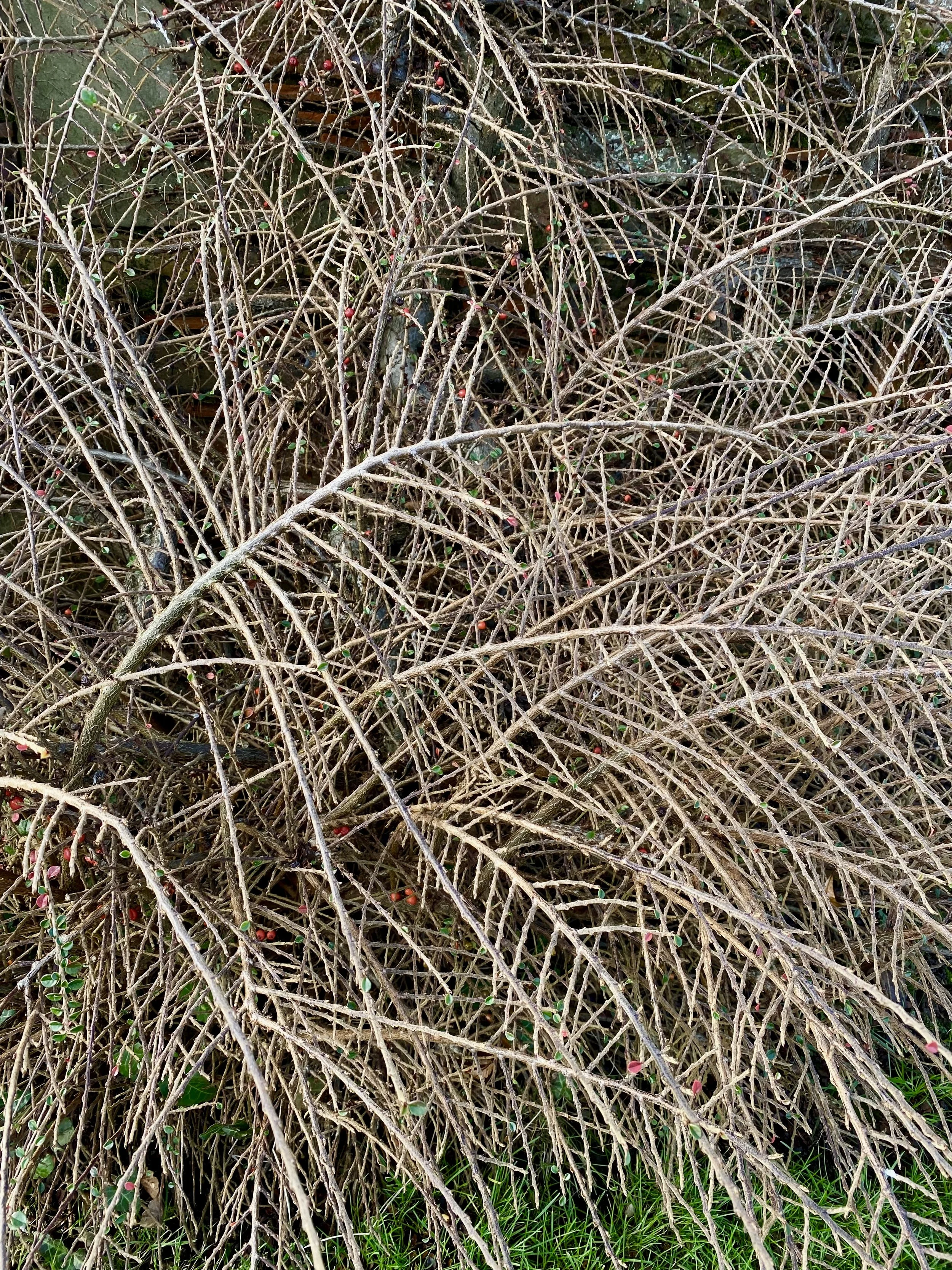sticks-4.jpeg