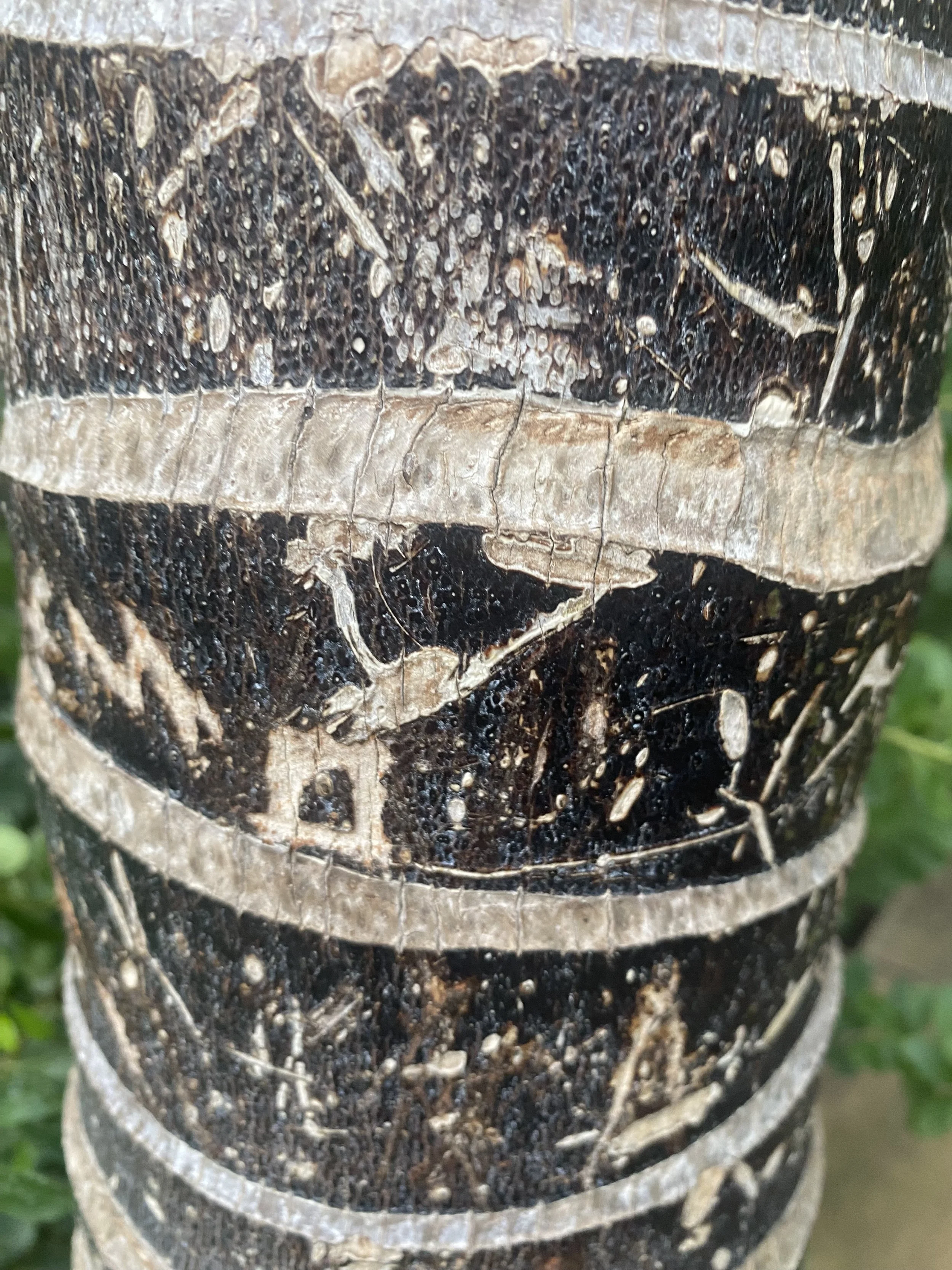stripe_bark.jpeg