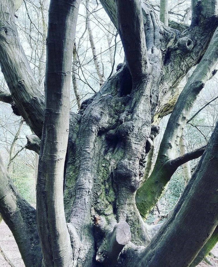 tree_arms.jpeg