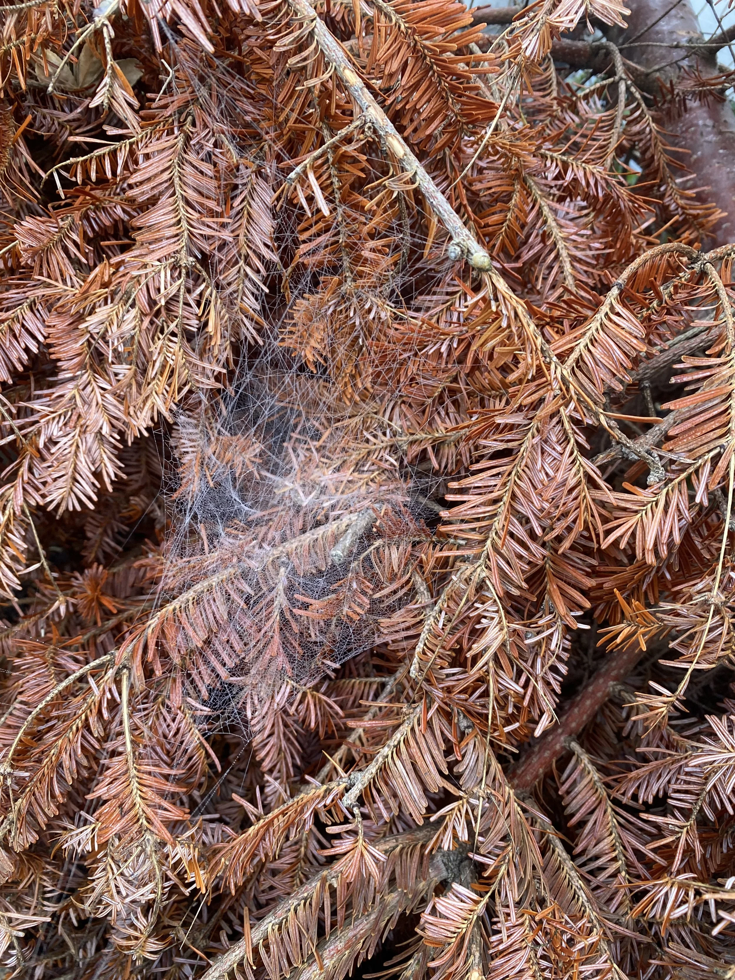 tree_bark.jpeg