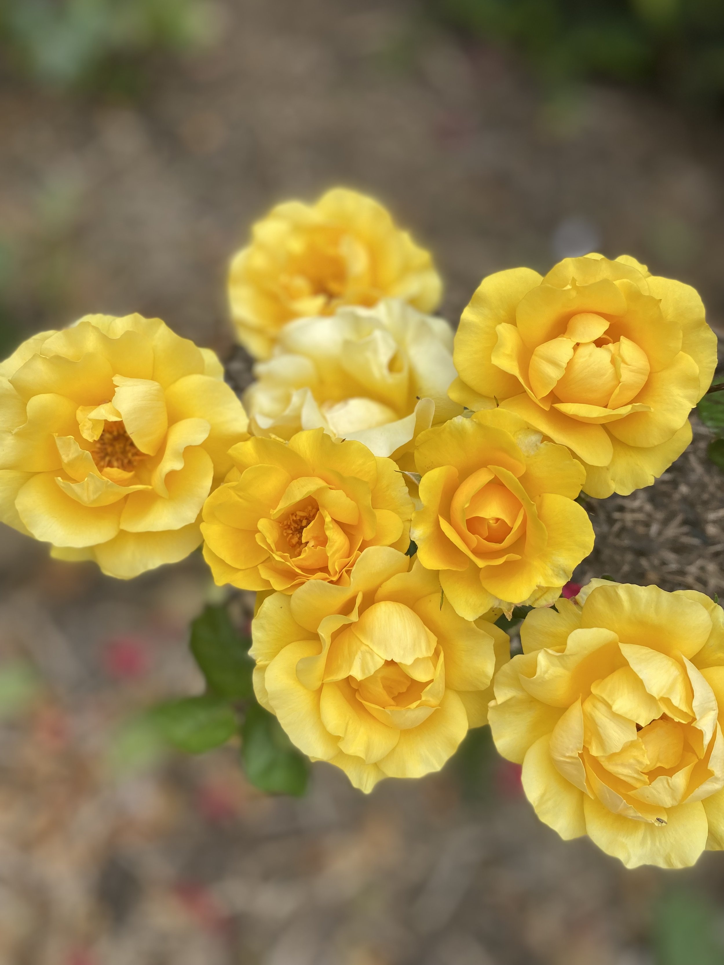 yellow_rose.jpeg