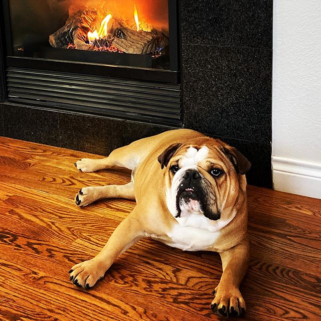 Fireplace season is Otis's favorite season #dogsofstapleton #thegreat80238 #stapletondenver  #fireplace #bulldogsofinstagram #firstsnow