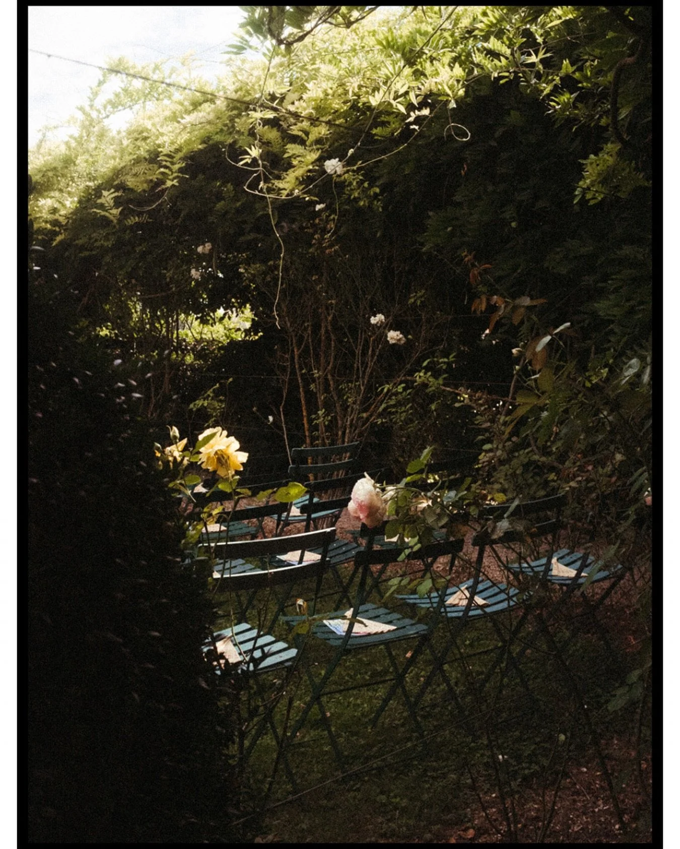 Blooming garden, 2024

#parisweddingphotographer #weddingfilmphotographer #francedestinationwedding