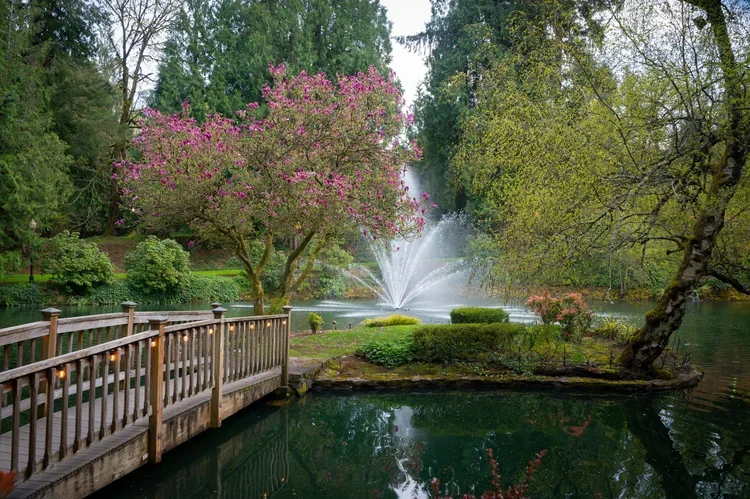 A scenic park scene with a pink flowering tree near a pond with a fountain, surrounded by green trees and a wooden railing in the foreground.