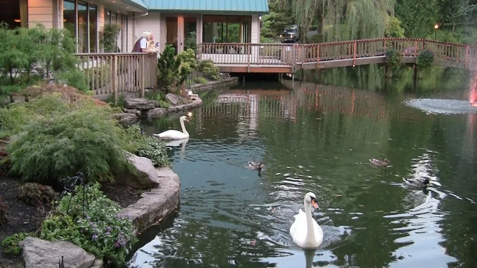 swan on lake.jpg