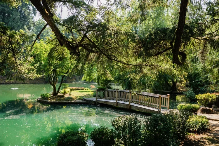 A peaceful scene of a small wooden dock extending into a greenish pond, surrounded by lush green trees and shrubbery, with sunlight filtering through the canopy.
