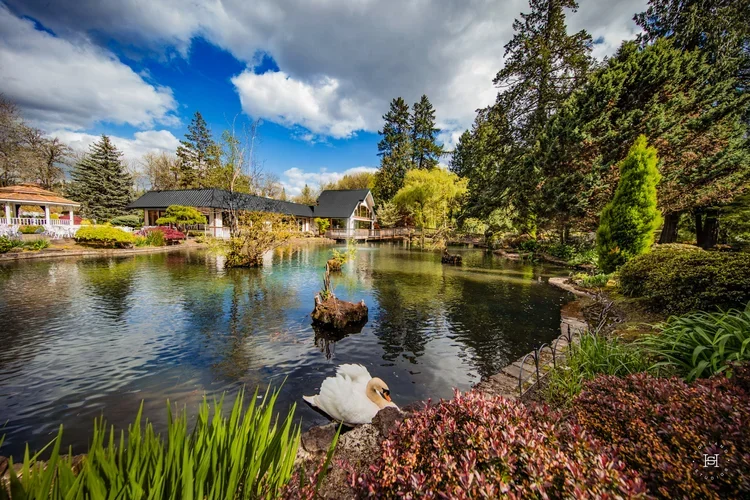 Swan swimming in a pond with lush greenery and trees, a house with a black roof and a deck in the background, and a partly cloudy sky.