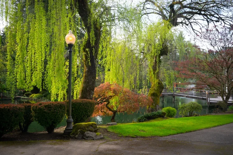 A peaceful park scene with a pond, lush green and red trees, a wooden bridge, and a vintage street lamp. The area is well-maintained with trimmed bushes and grass.