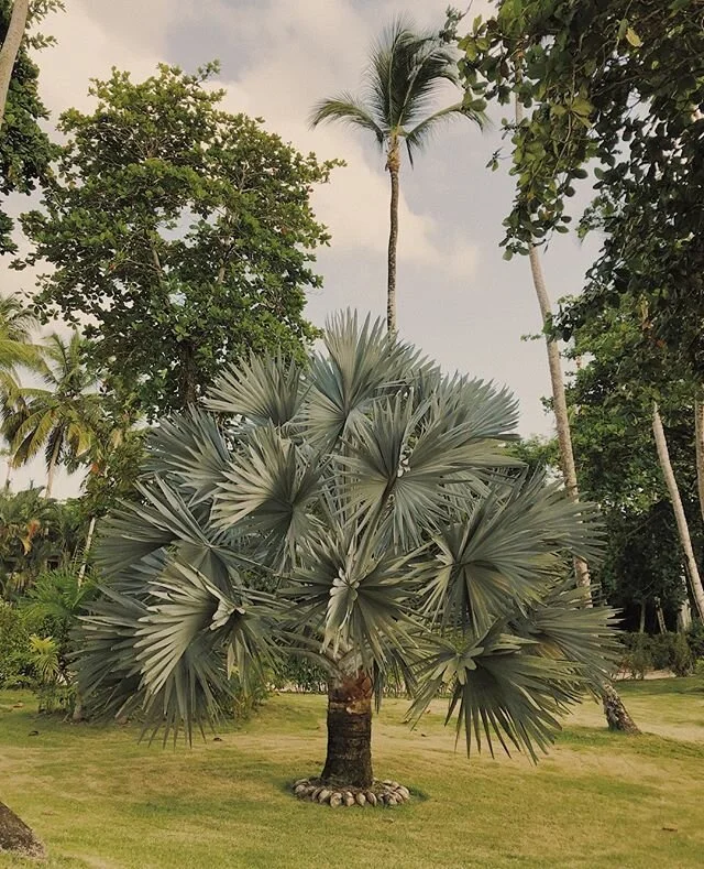 Not rushing. Like trees, it takes time to fully grow into who we are. Happy Sunday 🌞⁠
.⁠
.⁠
.⁠
.⁠
.⁠
#arakai #arakaiyogaretreats #yoga #yogaretreats #yogaforlife #dailyyoga #mindfulness #wellbeing #wellness #balance #healthyliving #inspiration #medi