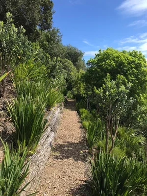SECTION CLEARING — Surfdale
