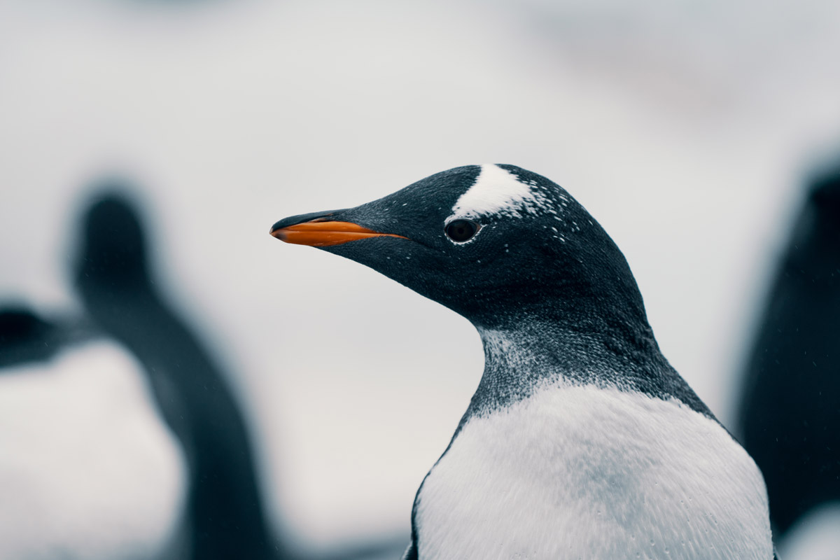 antarctica-wildlife.jpg