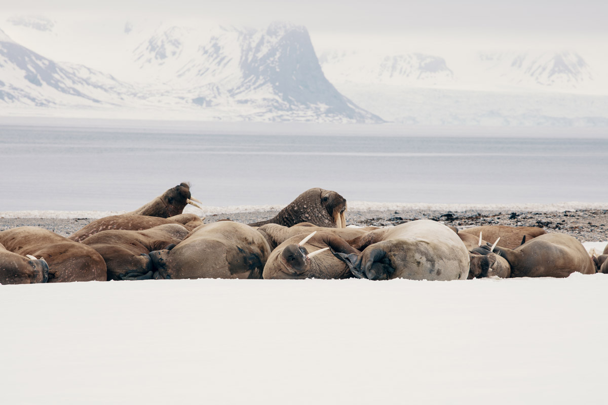 wildlife-watching-in-svalbard.jpg