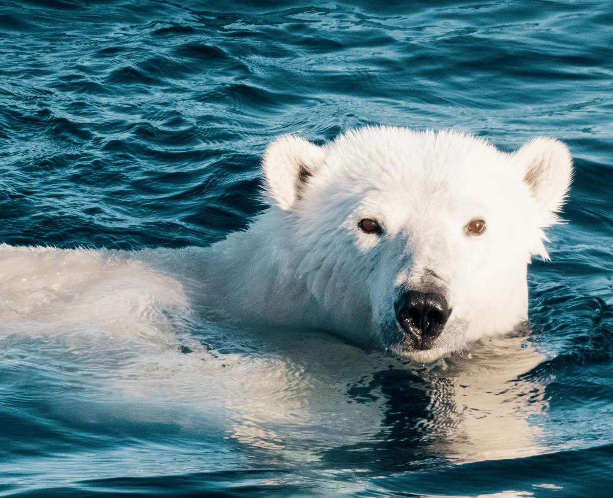 polar-bear-tours.jpg