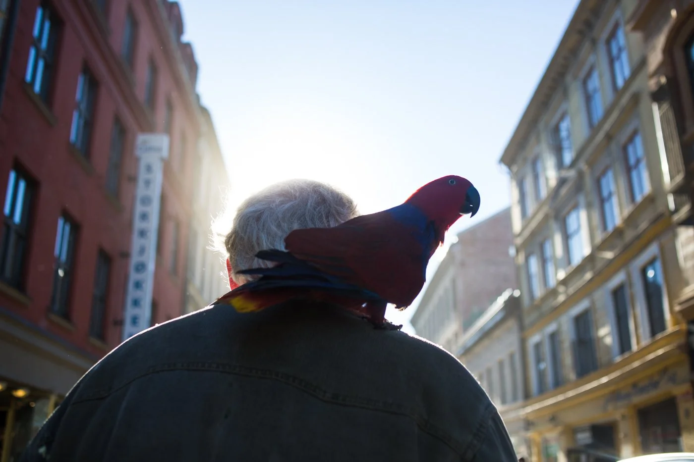 Man with parrot, Oslo 