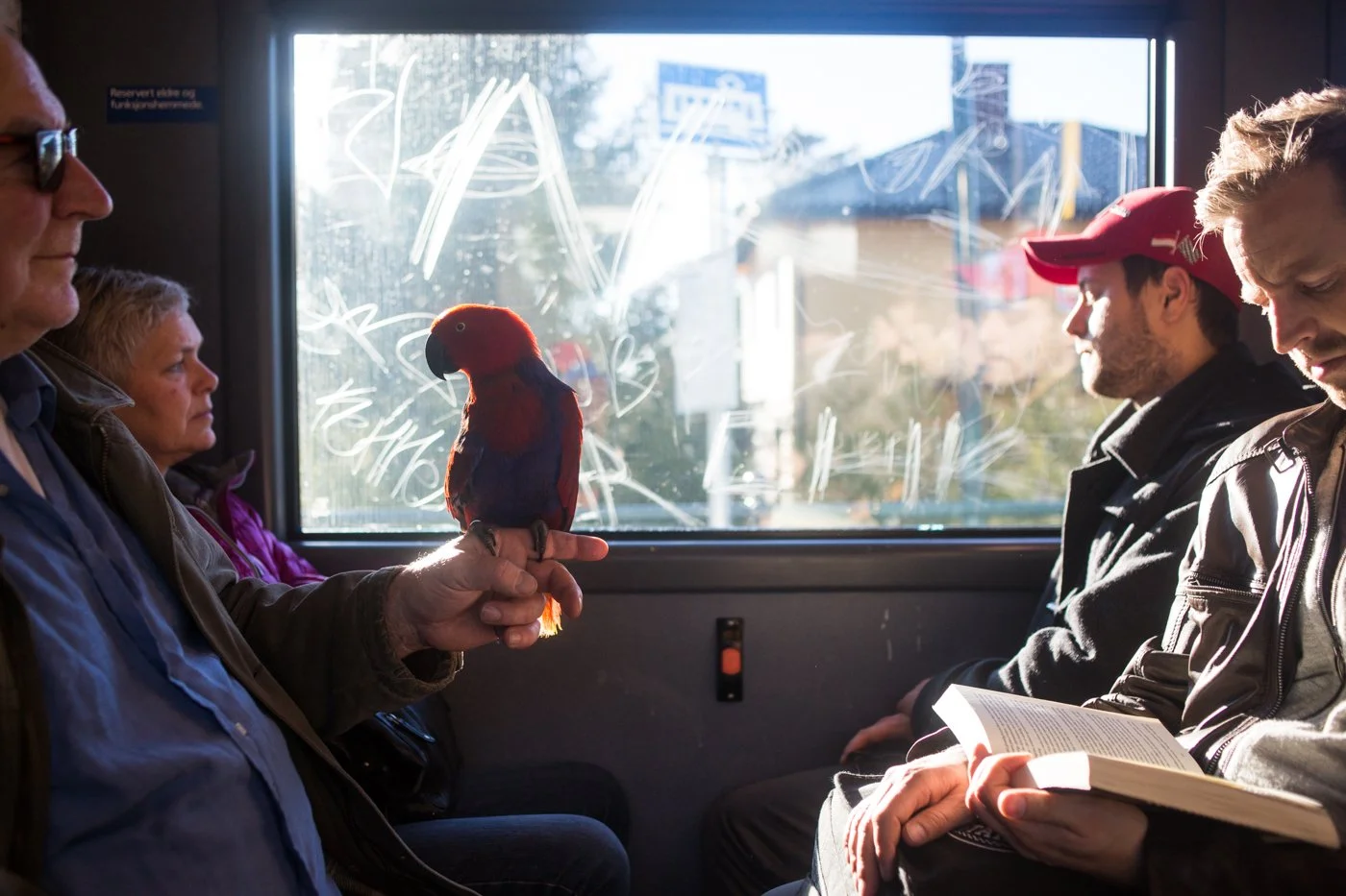  Man with parrot, Oslo 