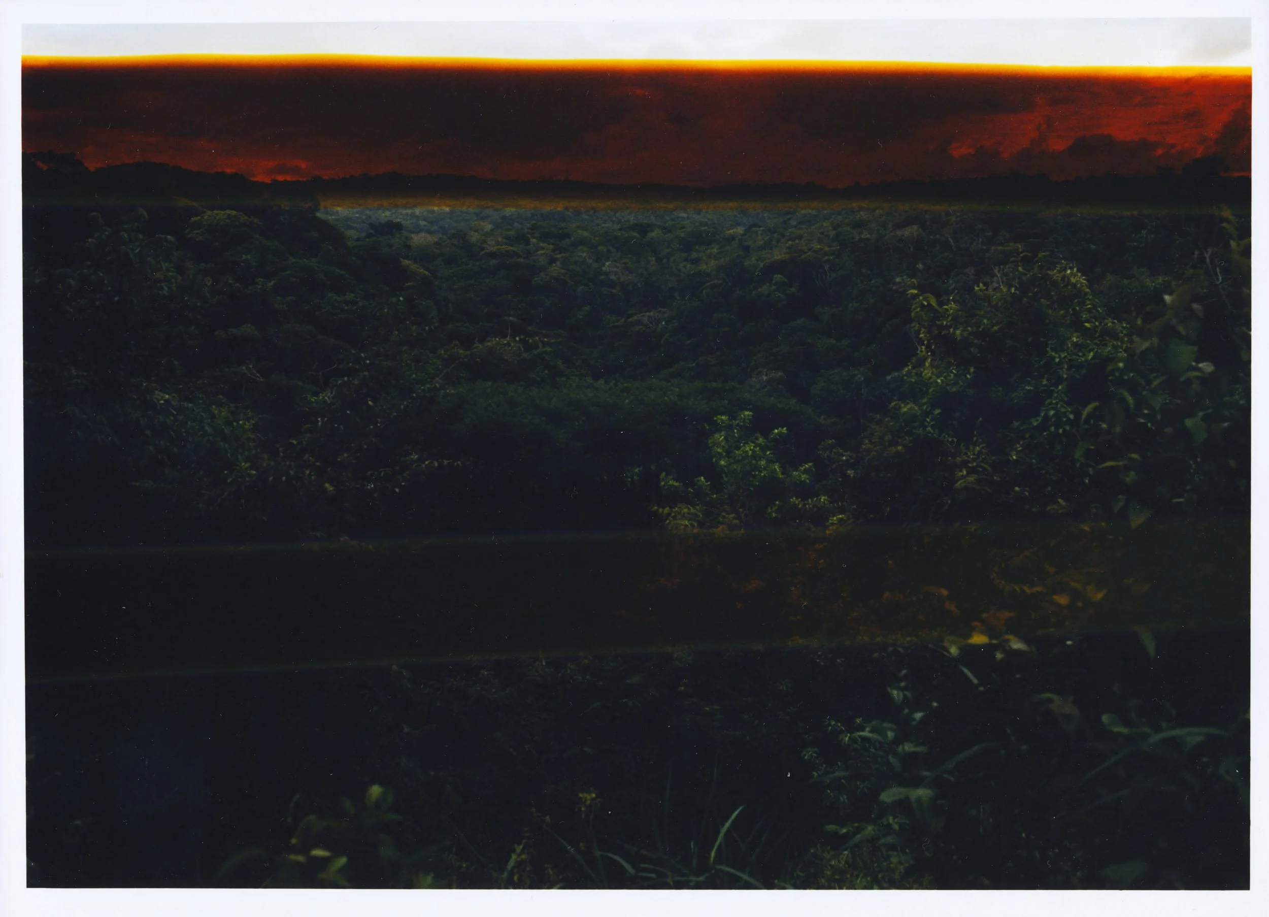 PrintSale_B_002_Rainforest-2.jpg