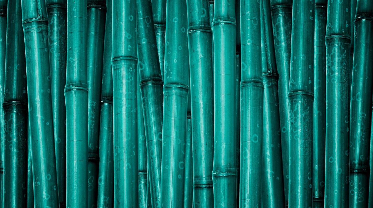 bamboo.jpg
