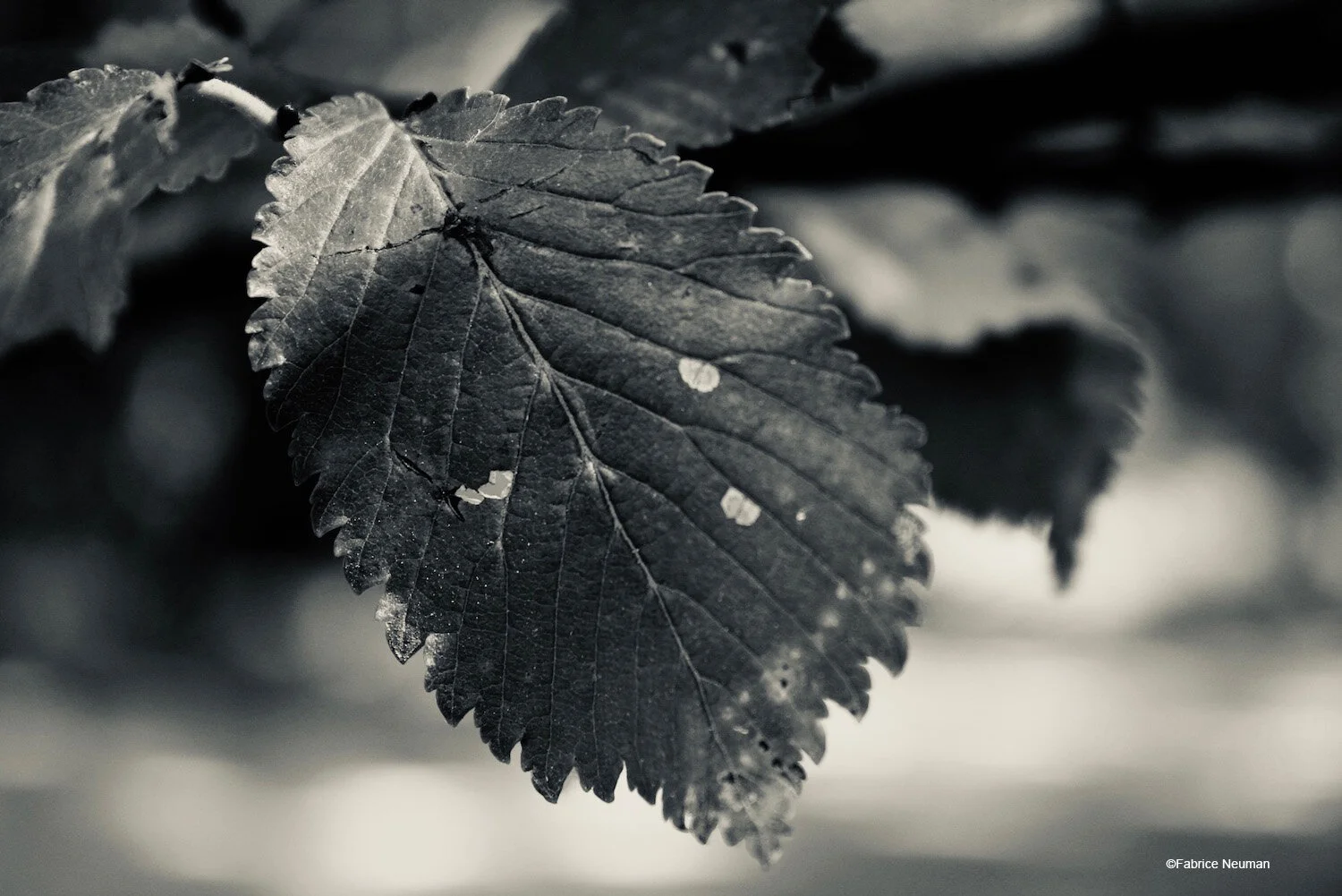Nature_en_noir_et_blanc_01.jpeg