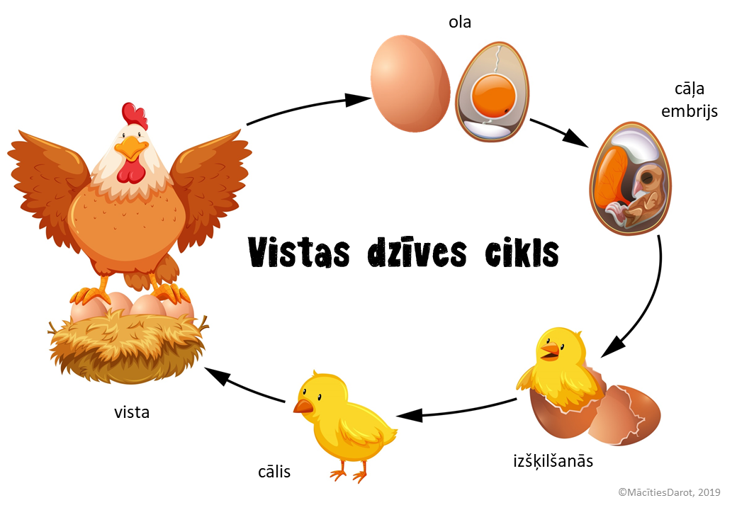 vistas-dz-ves-cikls-m-c-ties-darot-m-c-bu-materi-li-b-rniem