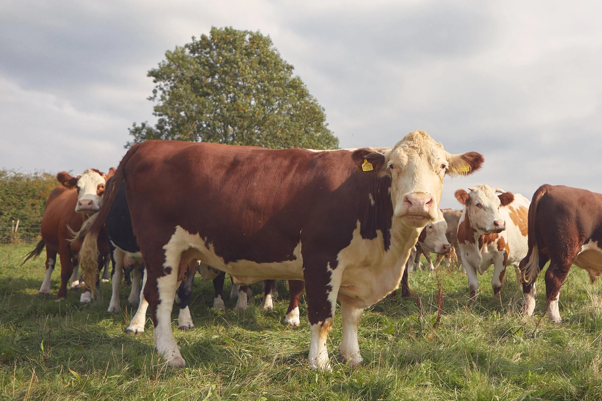 UK-Surrey-Albury-Drydown-Farm-04.jpg