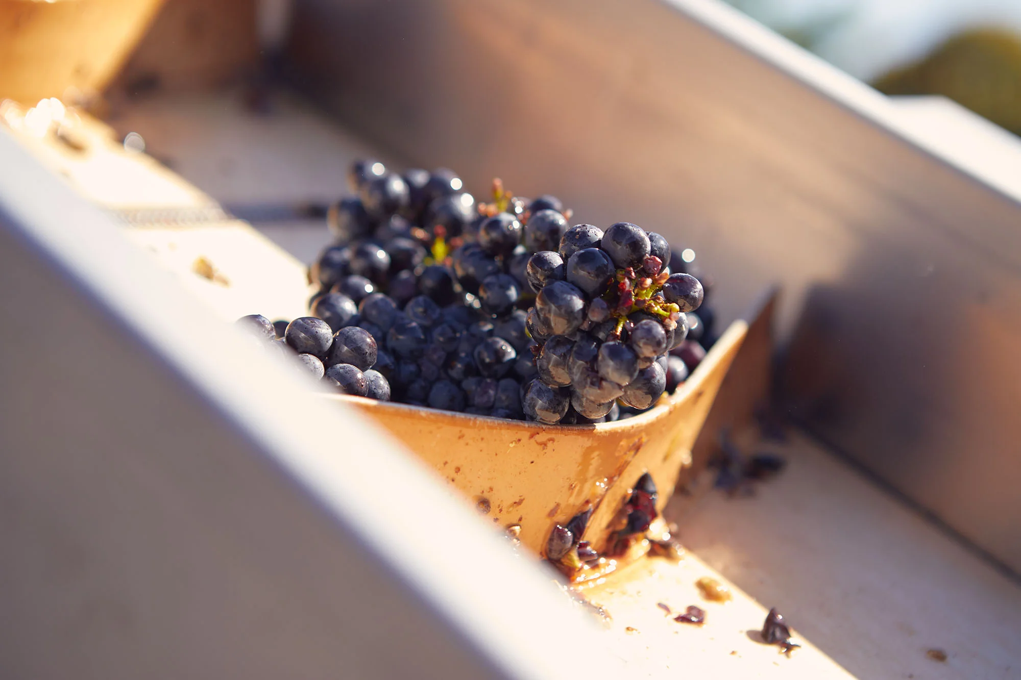 Denbies Grape Pressing - Oct '18