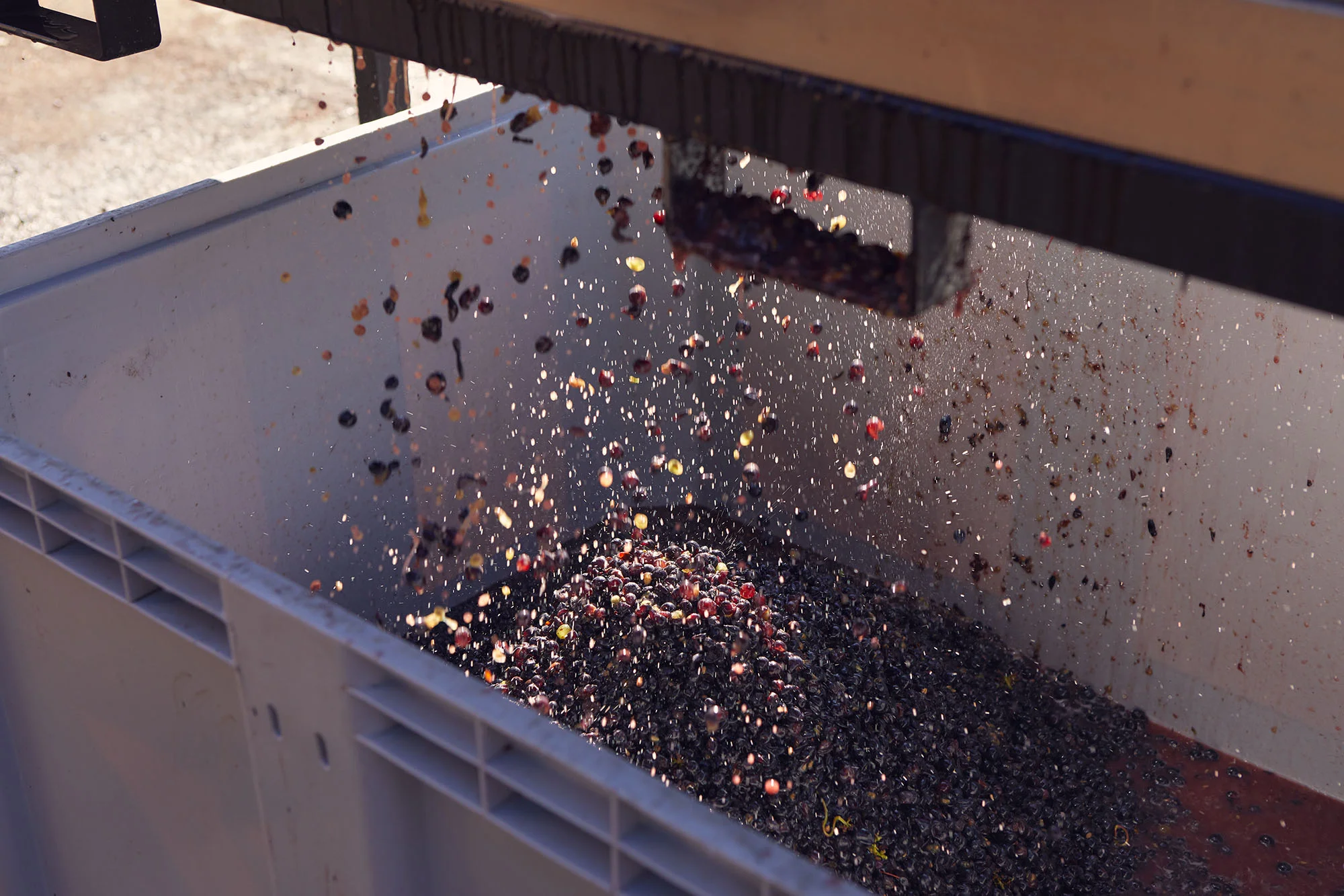 Denbies Grape Pressing - Oct '18