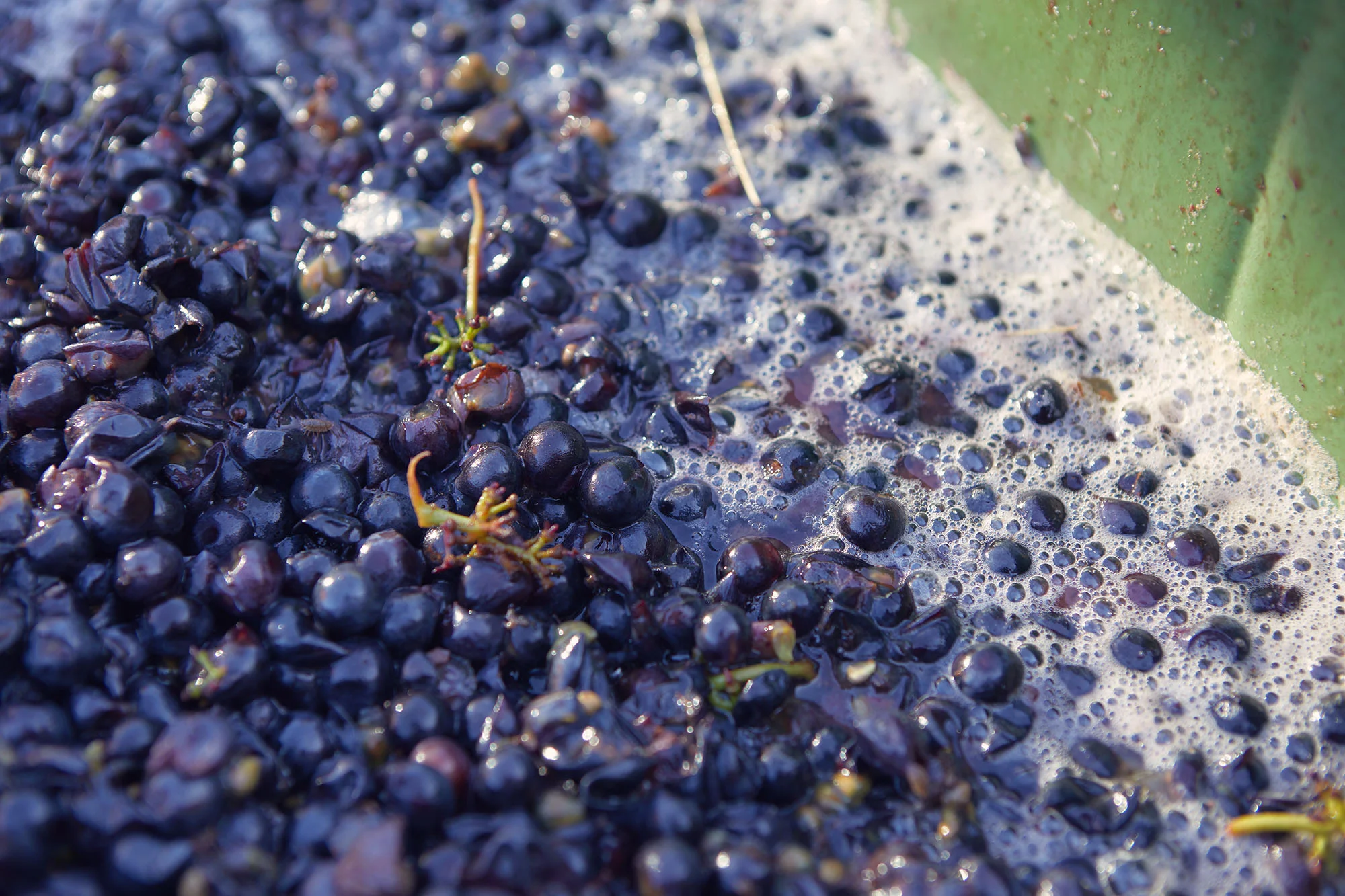 Denbies Grape Pressing - Oct '18