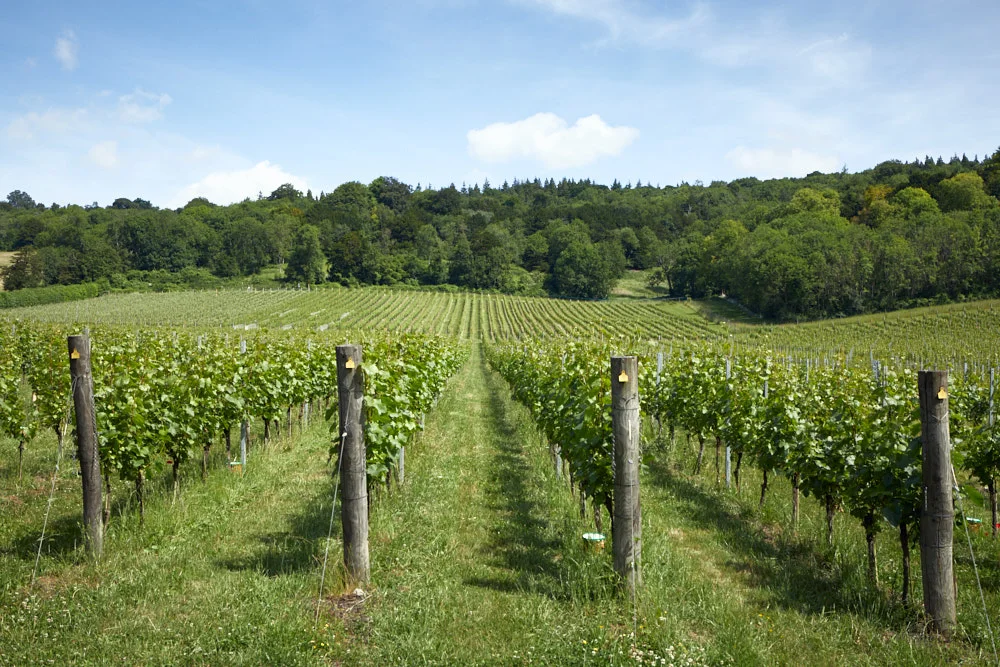 Weeding the Vineyard - June '18