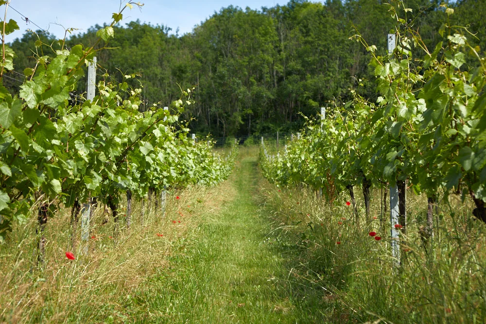 Weeding the Vineyard - June '18
