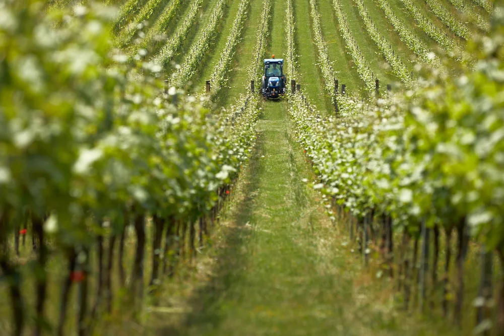 Weeding the Vineyard - June '18