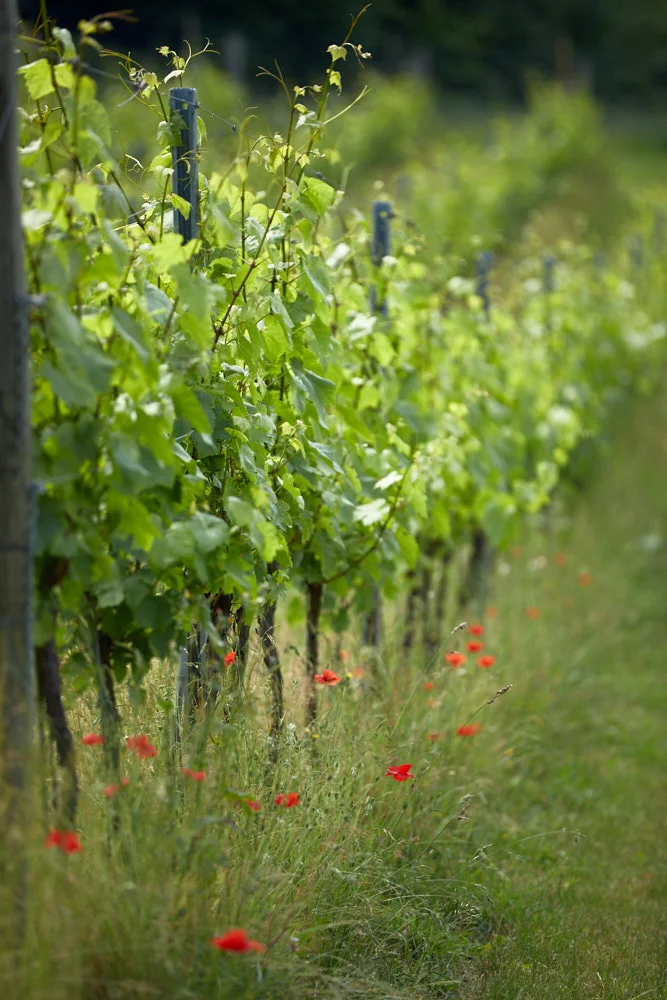 Weeding the Vineyard - June '18