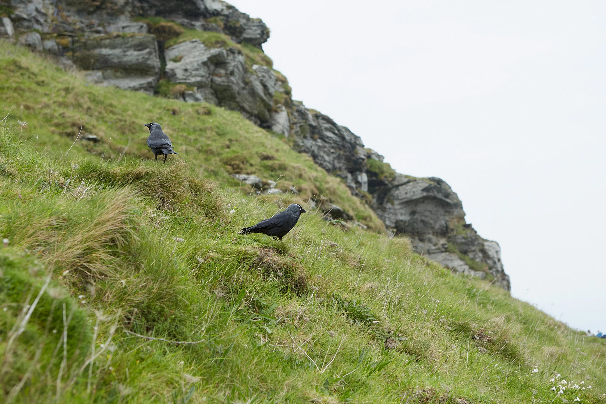 Tintagel Castle - Cornwall