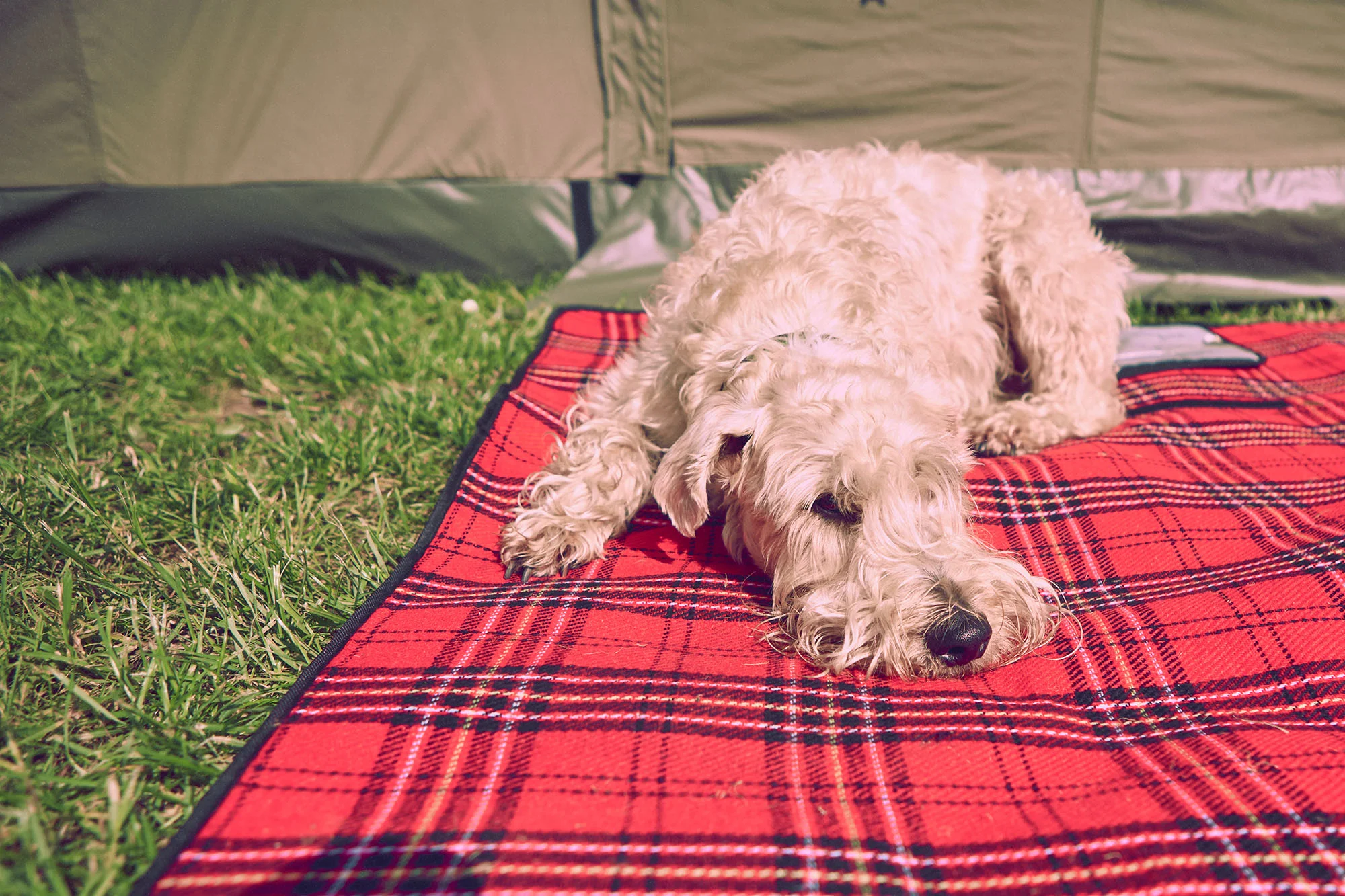 Shammie - Withies Campsite - Shropshire