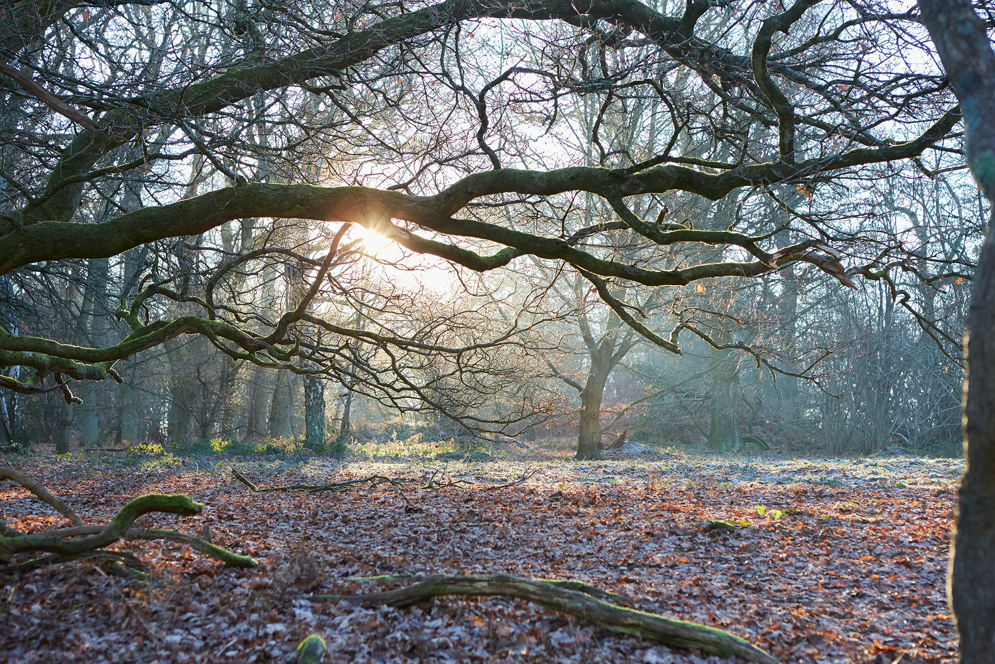 Abinger Rough to Gomshall - Surrey