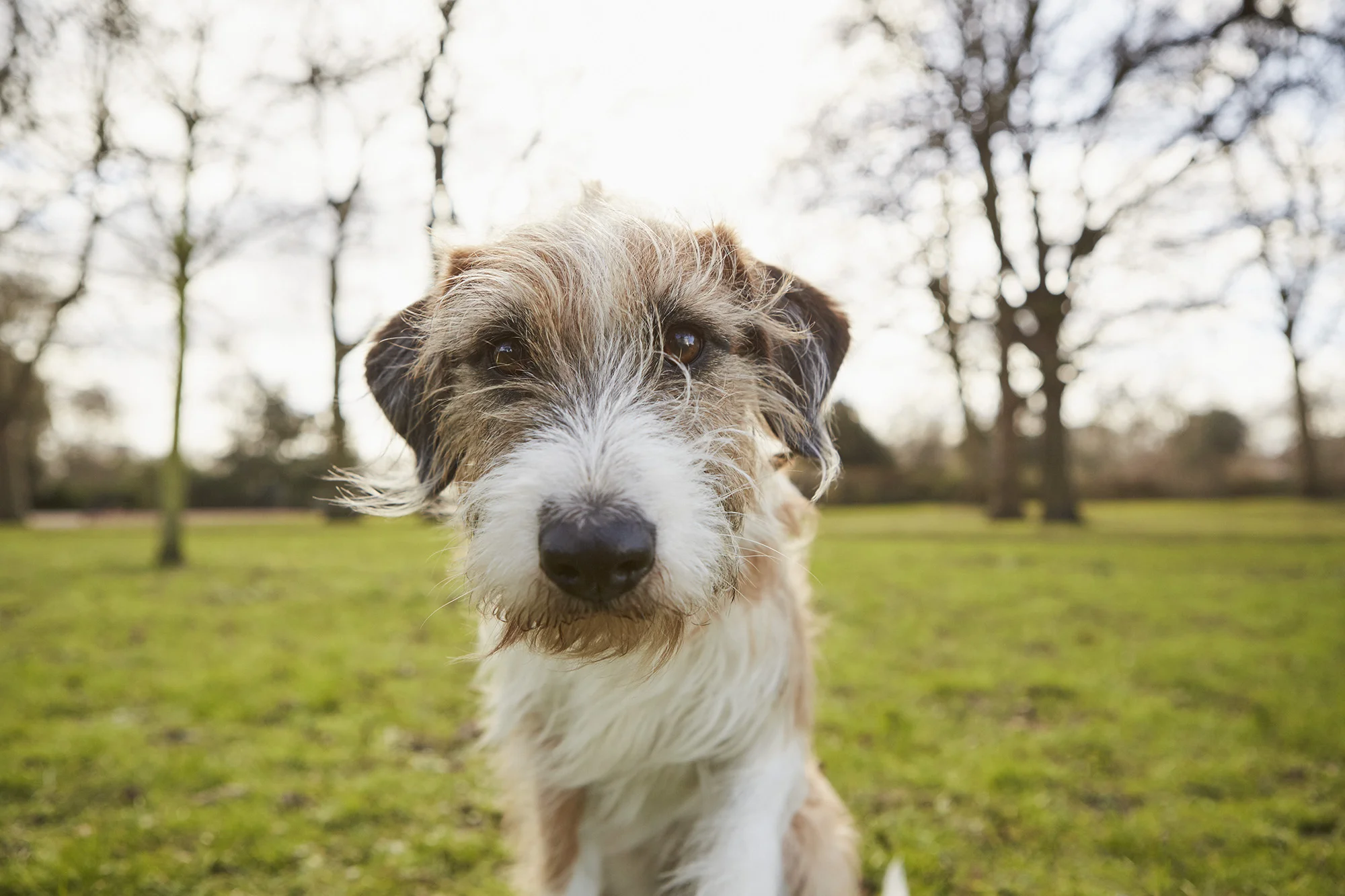 MandS-Bank-Pet-Insurance-06-200.jpg
